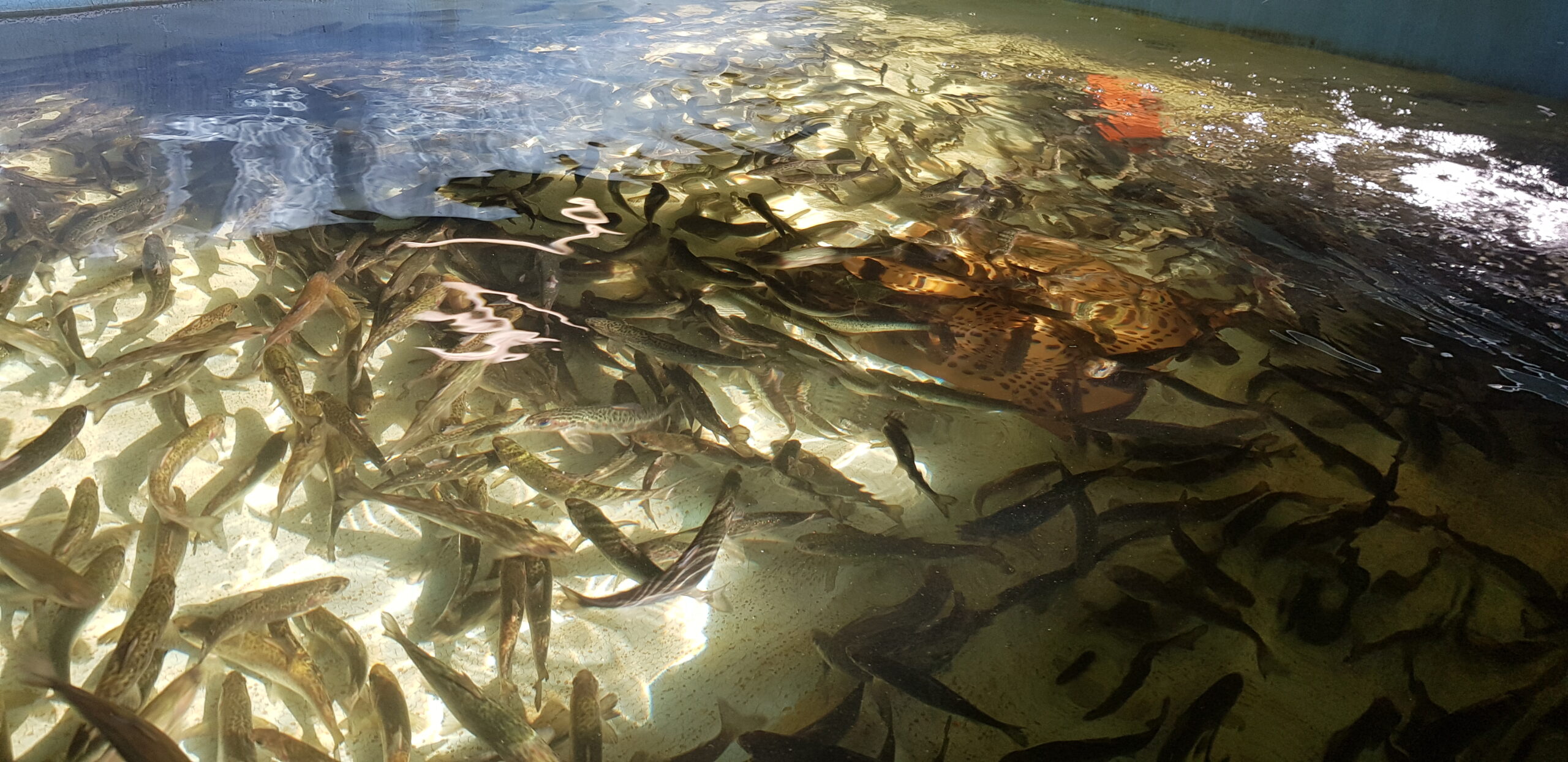 A school of fish swimming in clear water, surrounded by aquatic plants and natural debris, showcasing a rich underwater ecosystem.